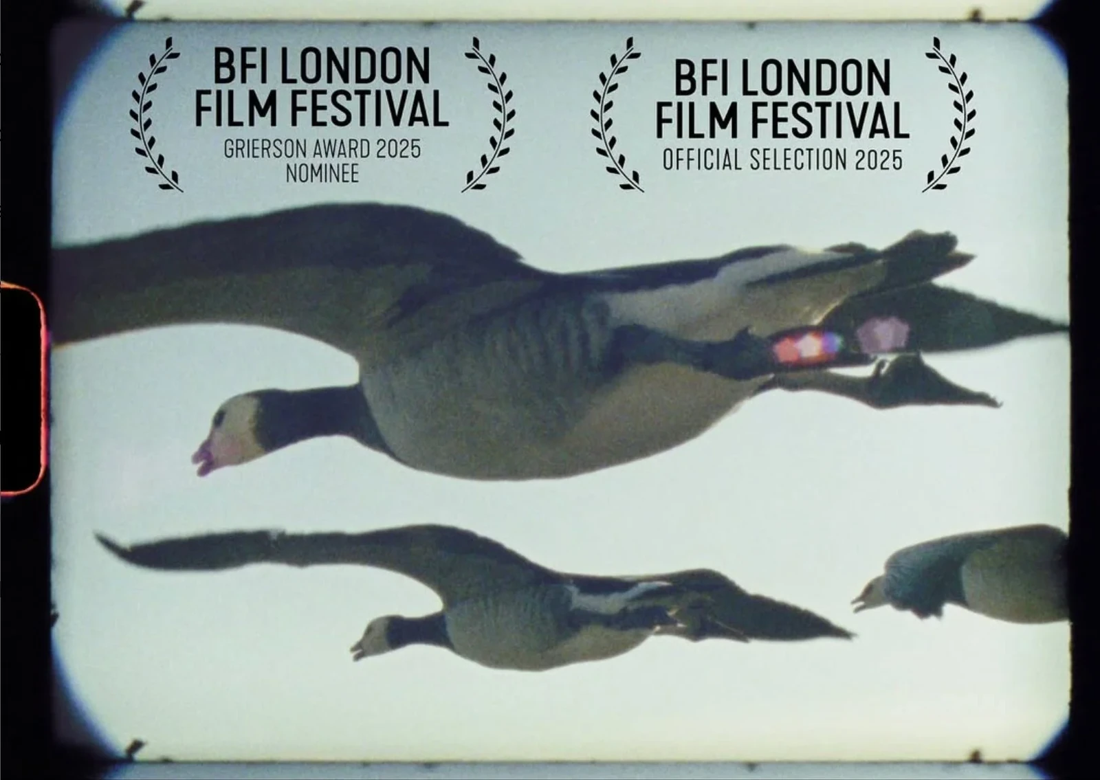 Super Nature promotional image of flying geese, with BFI London Film Festival 2025 official selection and Grierson Award nominee laurels